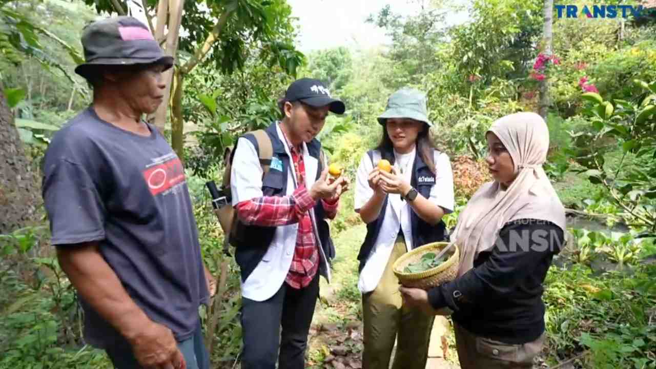 Benarkah Sawo Kuning Punya Banyak Faedah untuk Kesehatan?