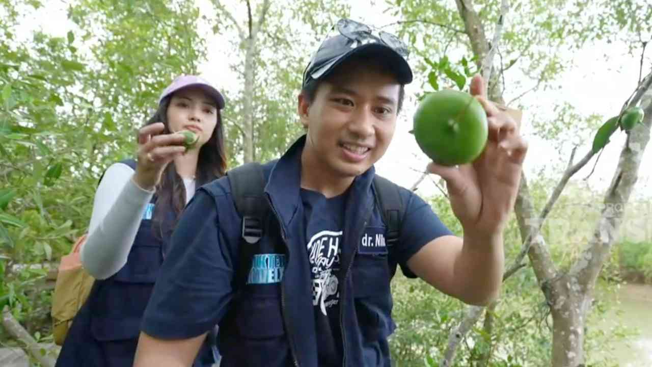 Tahukah Kamu, Manfaat Buah Mangrove Ternyata Banyak Sekali